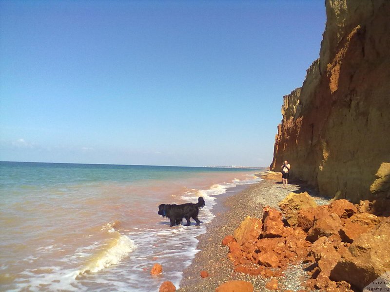 Фото: ньюфаундленд Циннамон БельФра Шармэль из Аркаима (Tsinnamon Bel' Fra Sharmel iz Arkaima)
