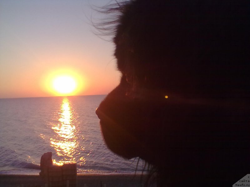 Фото: ньюфаундленд Циннамон БельФра Шармэль из Аркаима (Tsinnamon Bel' Fra Sharmel iz Arkaima)