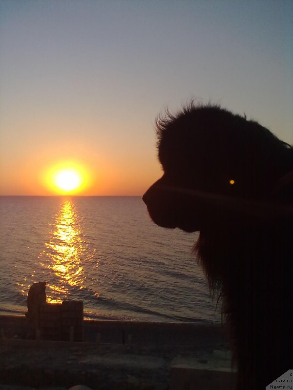 Фото: ньюфаундленд Циннамон БельФра Шармэль из Аркаима (Tsinnamon Bel' Fra Sharmel iz Arkaima)