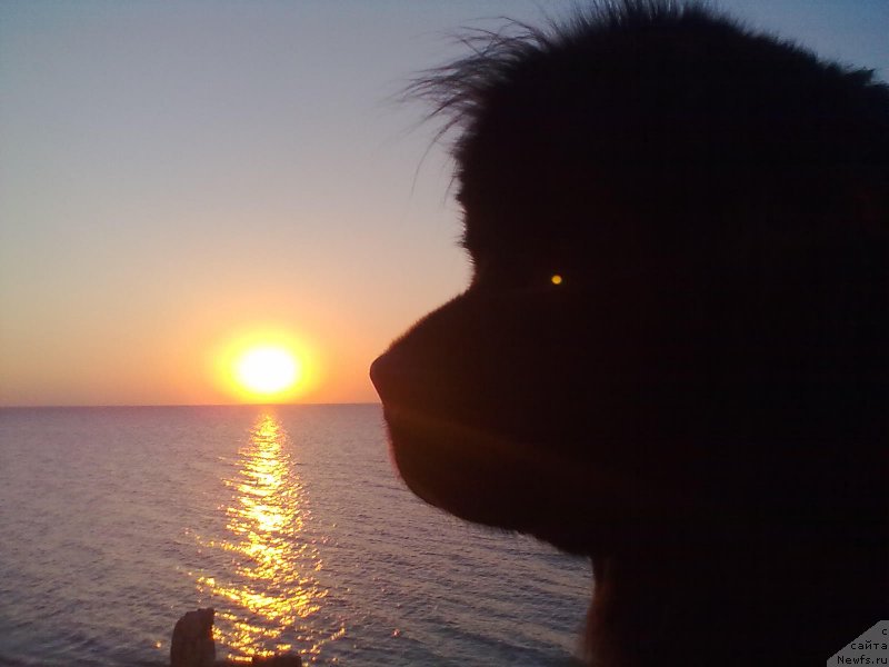 Фото: ньюфаундленд Циннамон БельФра Шармэль из Аркаима (Tsinnamon Bel' Fra Sharmel iz Arkaima)