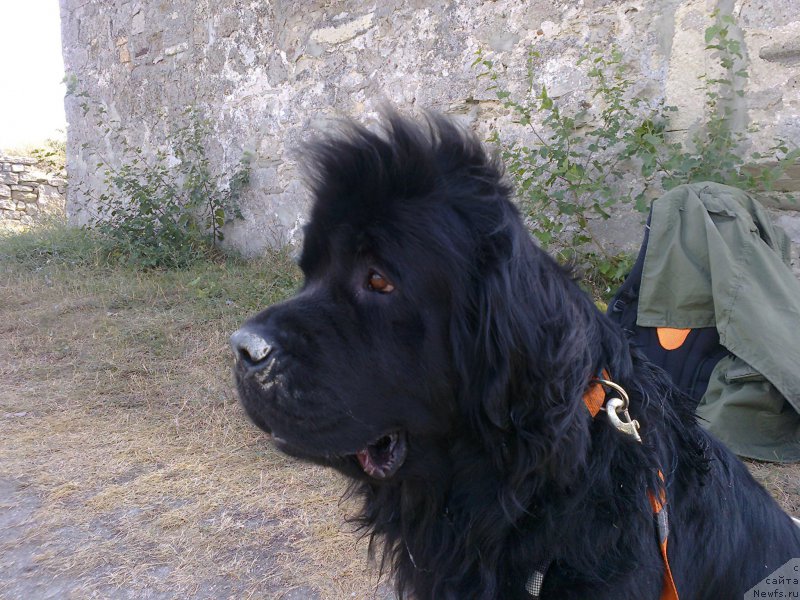 Фото: ньюфаундленд Циннамон БельФра Шармэль из Аркаима (Tsinnamon Bel' Fra Sharmel iz Arkaima)