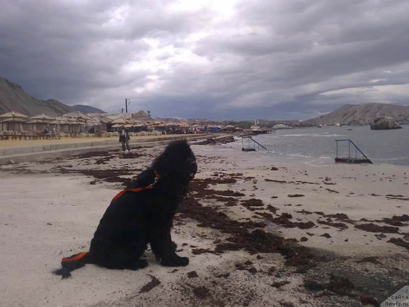 Фото: ньюфаундленд Циннамон БельФра Шармэль из Аркаима (Tsinnamon Bel' Fra Sharmel iz Arkaima)