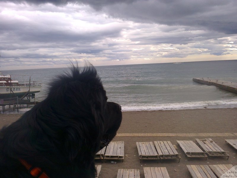 Фото: ньюфаундленд Циннамон БельФра Шармэль из Аркаима (Tsinnamon Bel' Fra Sharmel iz Arkaima)