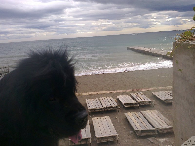 Фото: ньюфаундленд Циннамон БельФра Шармэль из Аркаима (Tsinnamon Bel' Fra Sharmel iz Arkaima)