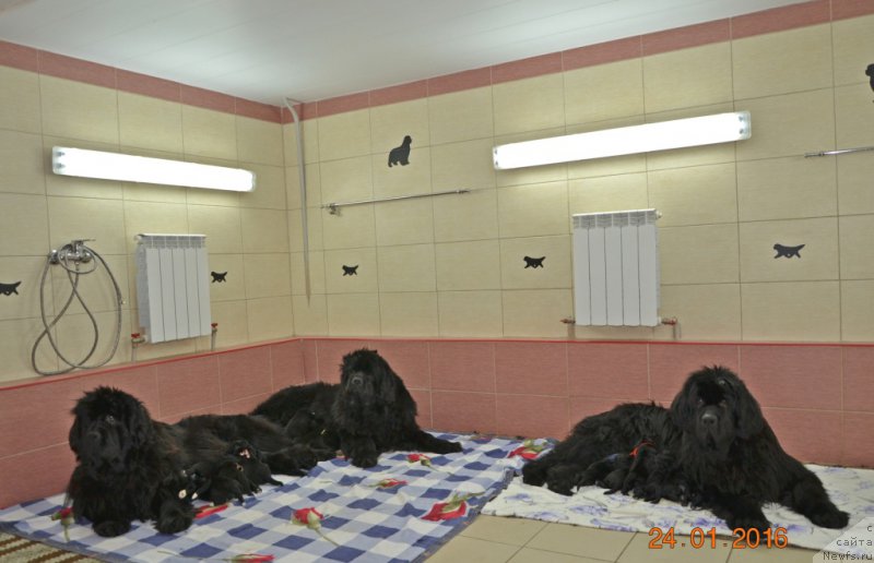 Фото: ньюфаундленд Newflame of Love Midnight Bear, ньюфаундленд She is  Father's Favourite Midnight Bear, ньюфаундленд Inside My Heart Midnight Bear