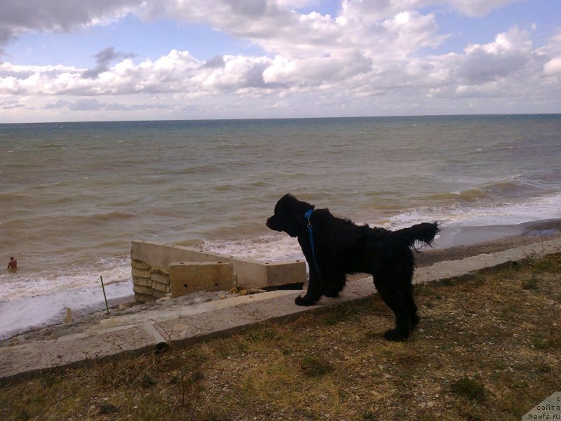 Фото: ньюфаундленд Циннамон БельФра Шармэль из Аркаима (Tsinnamon Bel' Fra Sharmel iz Arkaima)