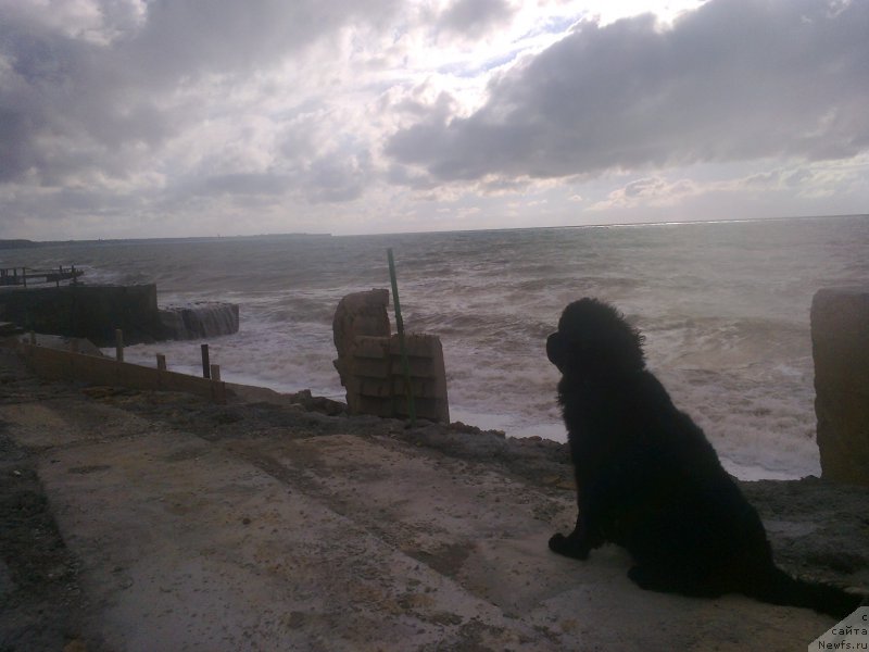 Фото: ньюфаундленд Циннамон БельФра Шармэль из Аркаима (Tsinnamon Bel' Fra Sharmel iz Arkaima)