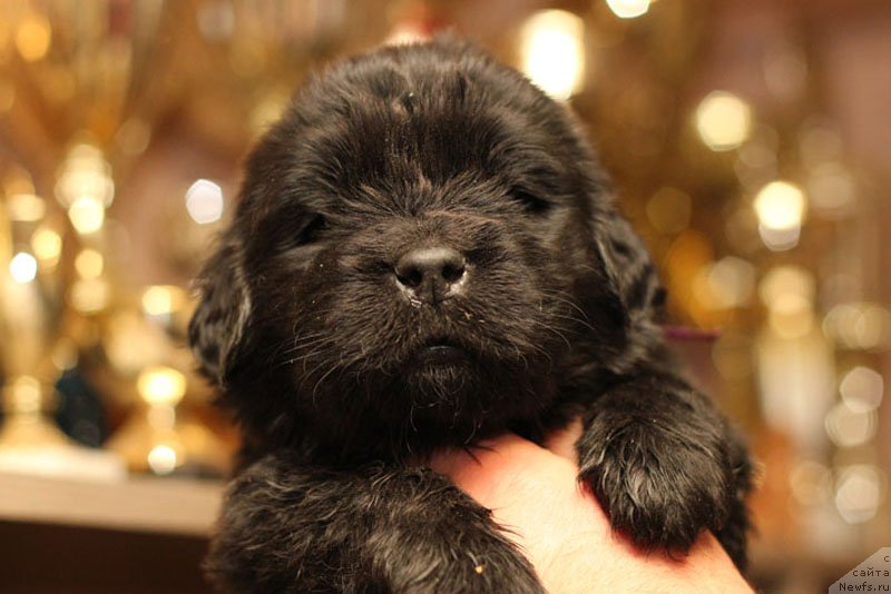 Фото: ньюфаундленд Здоровяк с Берега Дона (Zdorovyak s Berega Dona)