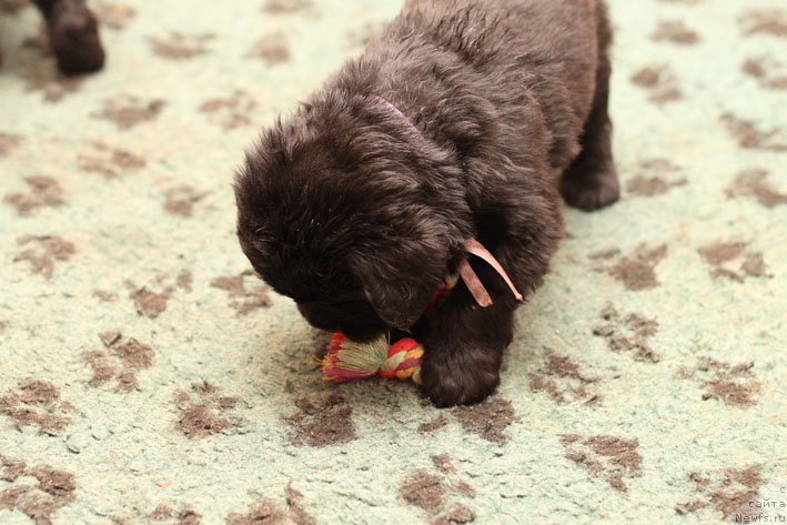 Фото: ньюфаундленд Зимняя Вишня с Берега Дона (Zimnyaya Vishnya s Berega Dona)