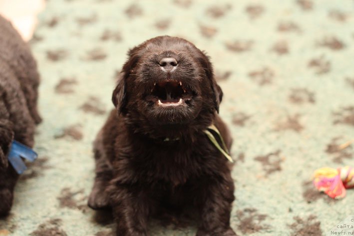 Фото: ньюфаундленд Знак Судьбы с Берега Дона (Znak Sudyby s Berega Dona)