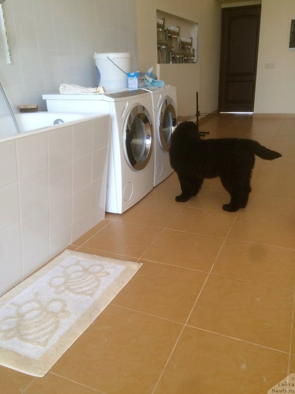 Фото: ньюфаундленд Моя Стихия Линда Ховард