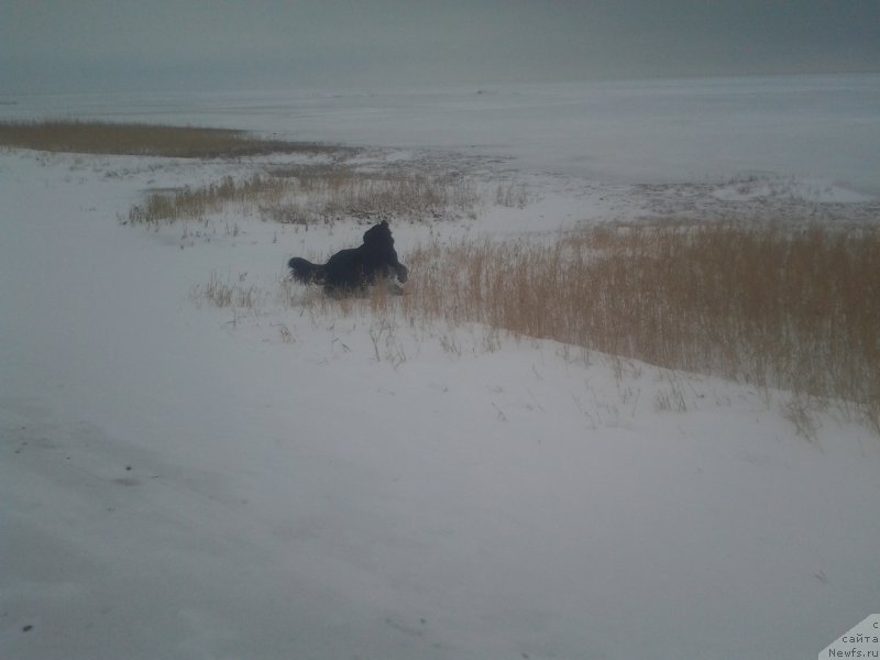 Фото: ньюфаундленд Ялианна с Берега Дона (Yalianna s Berega Dona)