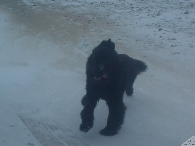 Фото: ньюфаундленд Ялианна с Берега Дона (Yalianna s Berega Dona)