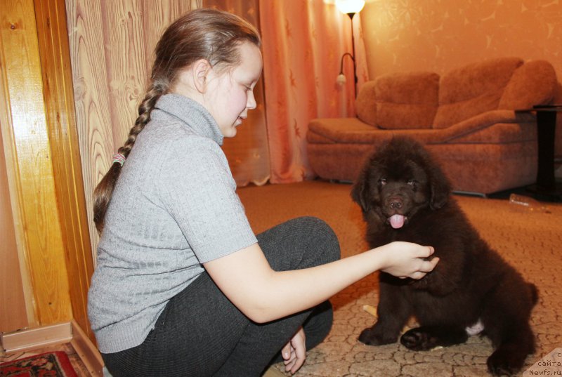 Фото: ньюфаундленд Браунблад МСК Сидни Свитин Санлайт