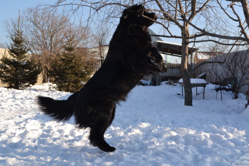 Фото: ньюфаундленд Талисман Моря Магия Волн