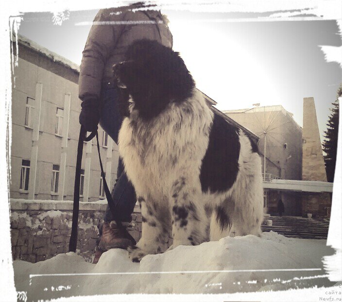 Фото: ньюфаундленд Варгас Де Ла Масса Армандо (Vargas de la Massa Armando)