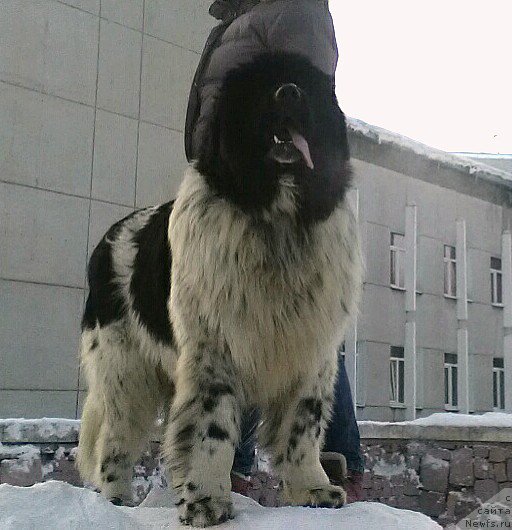 Фото: ньюфаундленд Варгас Де Ла Масса Армандо (Vargas de la Massa Armando)
