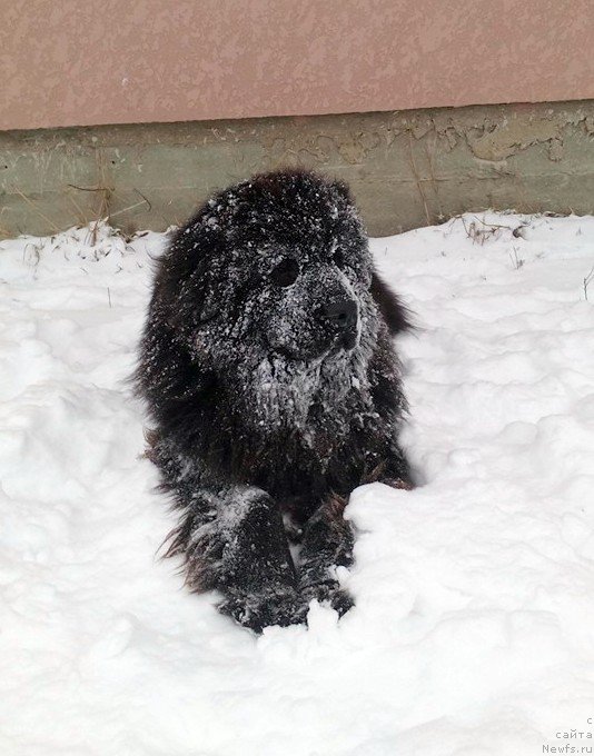 Фото: ньюфаундленд Альфа Дар Окса Алиса (Alfa Dar Oksa Alisa)