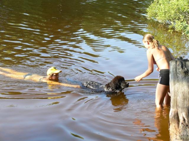 Фото: ньюфаундленд Амазонка Эми Чардишик, Анастасия Лоскутова