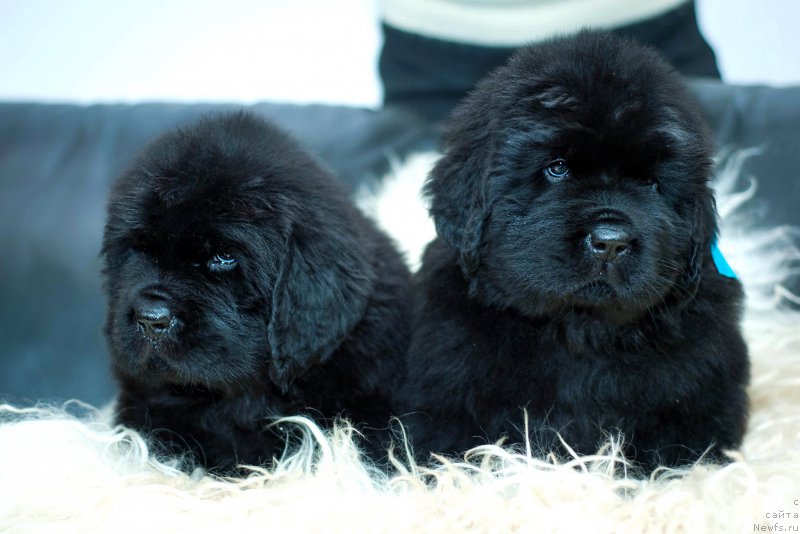 Фото: Зеленая и бирюзовая ленты, 5 недель