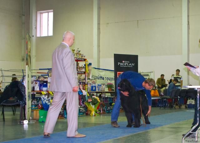 Фото: ньюфаундленд Эра Гранд Маргарита Наварская