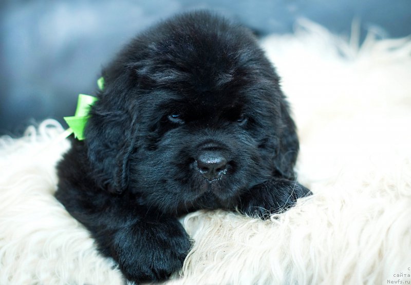 Фото: Зеленая лента, 5 недель