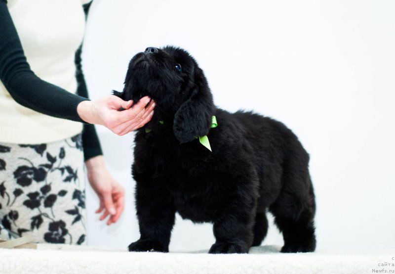 Фотография № 200878