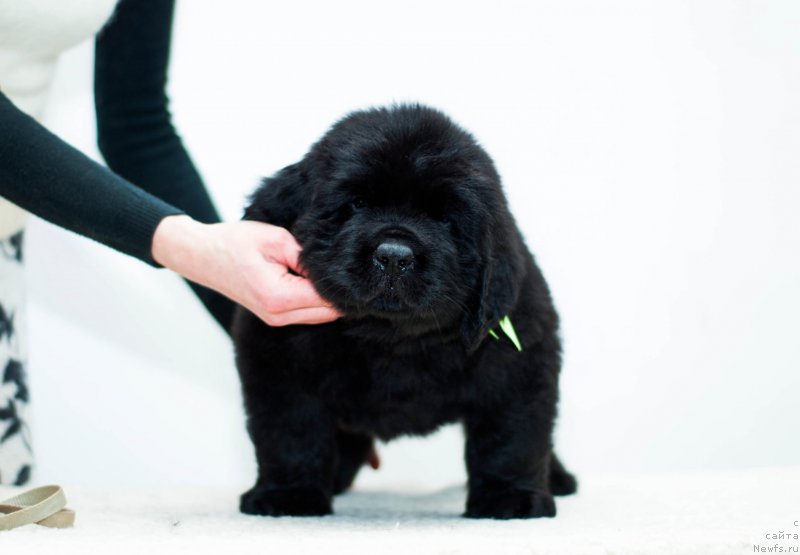 Фотография № 200879