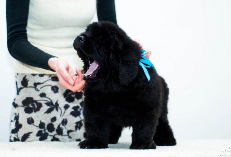 Фотография № 200887