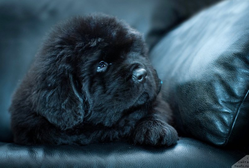 Фотография № 200890