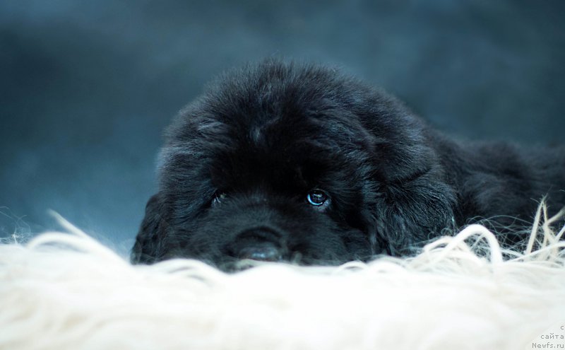 Фотография № 200892