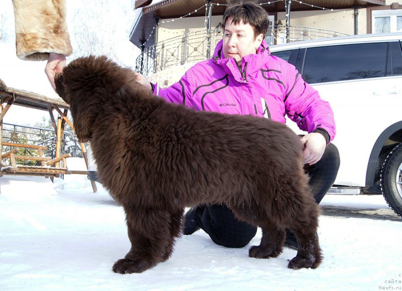 Фото: ньюфаундленд Супер Бизон Отис Тобиас