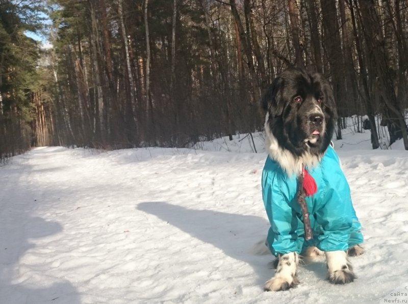 Фото: ньюфаундленд Сент Джонс Исида