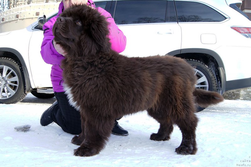 Фото: ньюфаундленд Супер Бизон Отис Тобиас