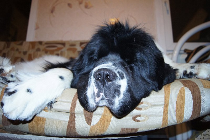 Фото: ньюфаундленд Супер Бизон Мурсиелага