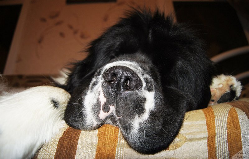 Фото: ньюфаундленд Супер Бизон Мурсиелага