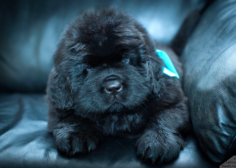 Фотография № 200904