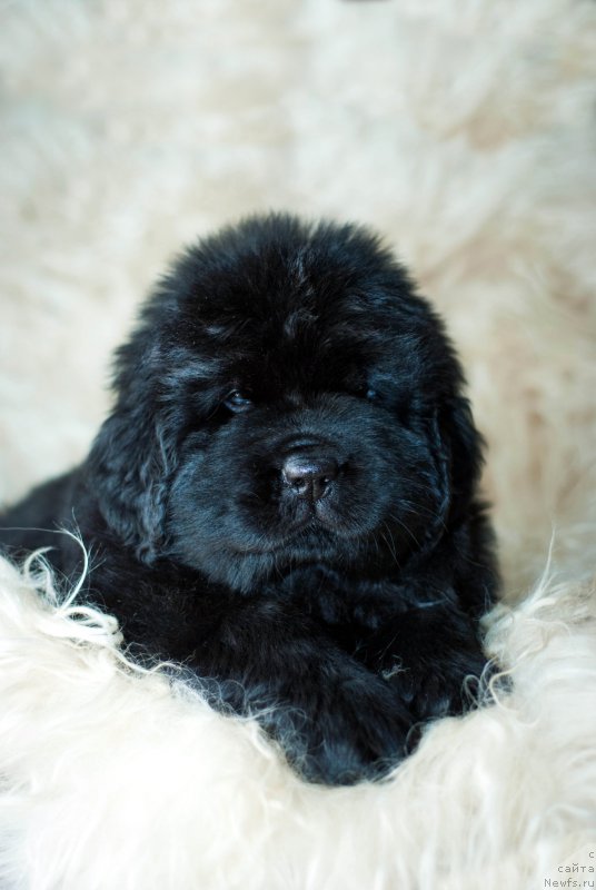 Фотография № 200906