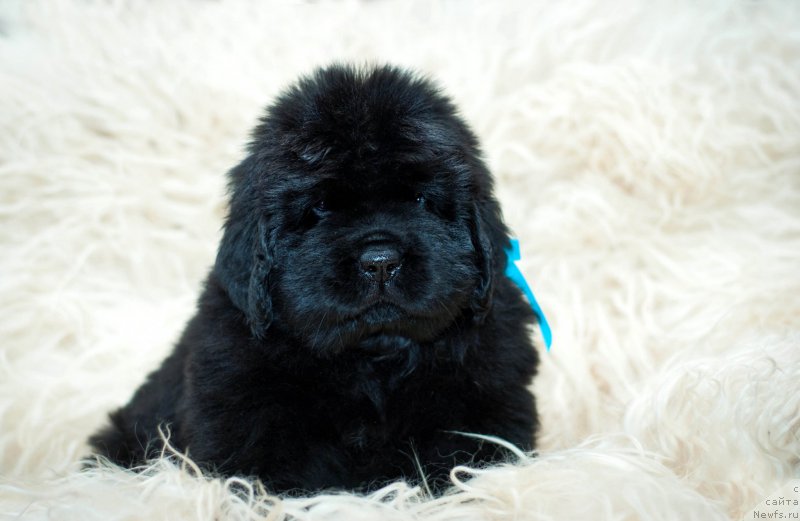 Фотография № 200907