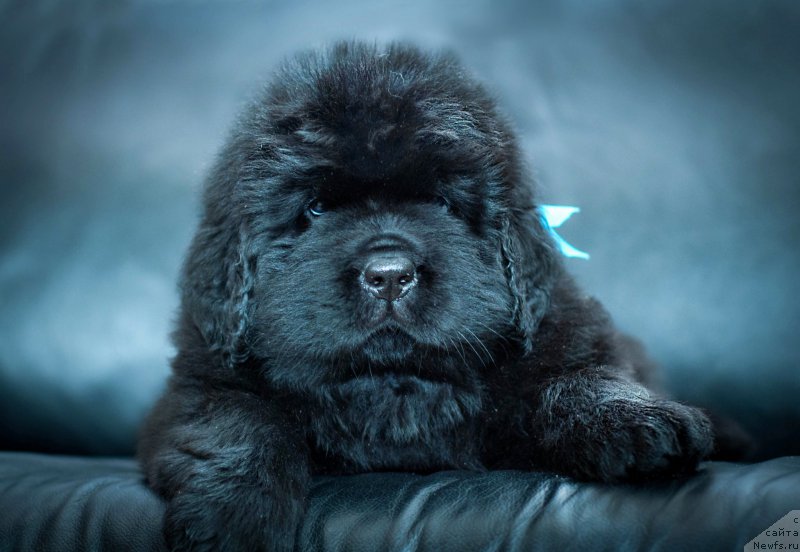 Фотография № 200909