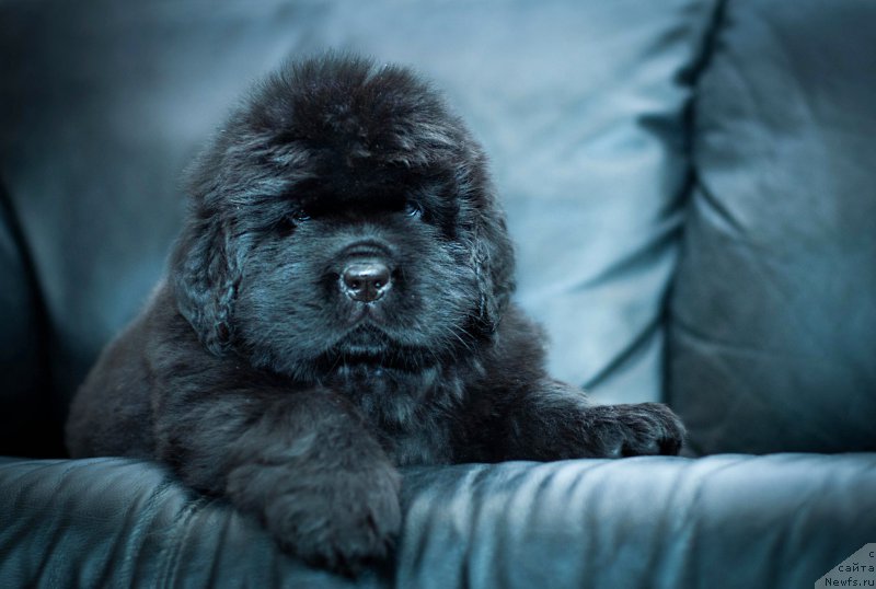 Фотография № 200910