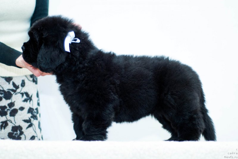 Фотография № 200911