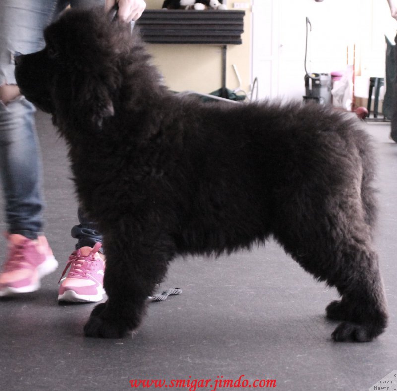 Фото: ньюфаундленд Смигар Бол ов Файа (Smigar Ball of Fire)