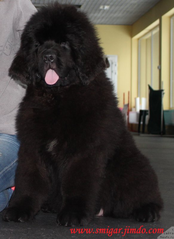 Фото: ньюфаундленд Смигар Бол ов Файа (Smigar Ball of Fire)