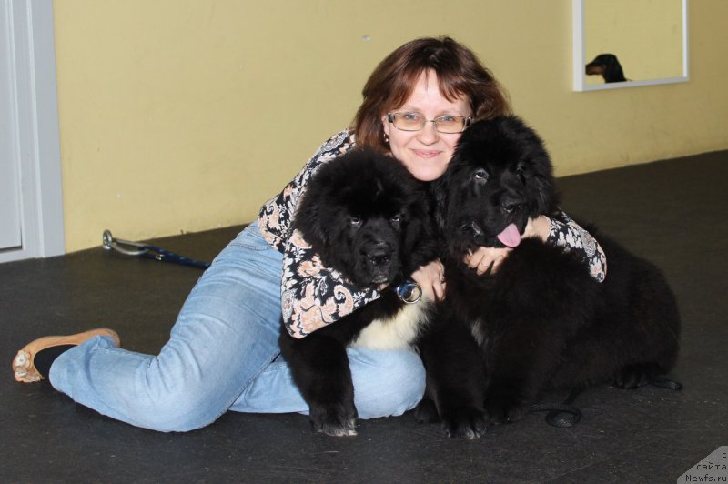 Фото: ньюфаундленд Смигар Бол ов Файа (Smigar Ball of Fire), ньюфаундленд Смигар Бон Джови (Smigar Bon Jovi)