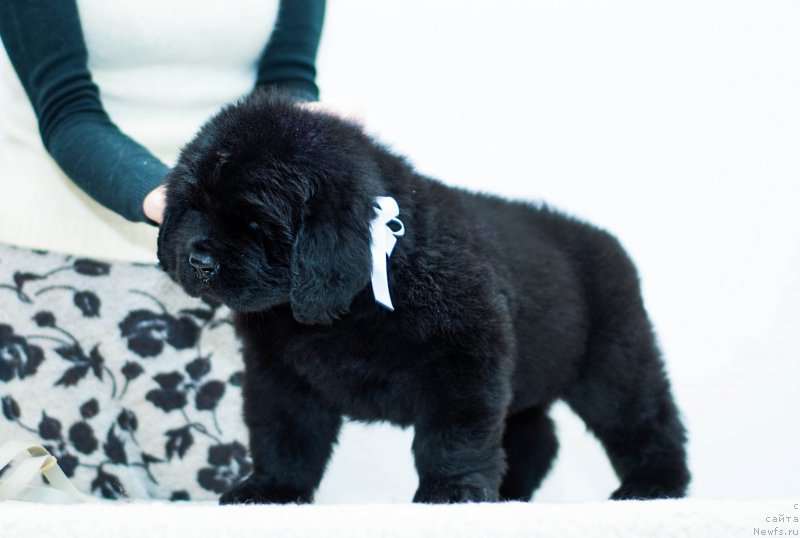 Фотография № 200916