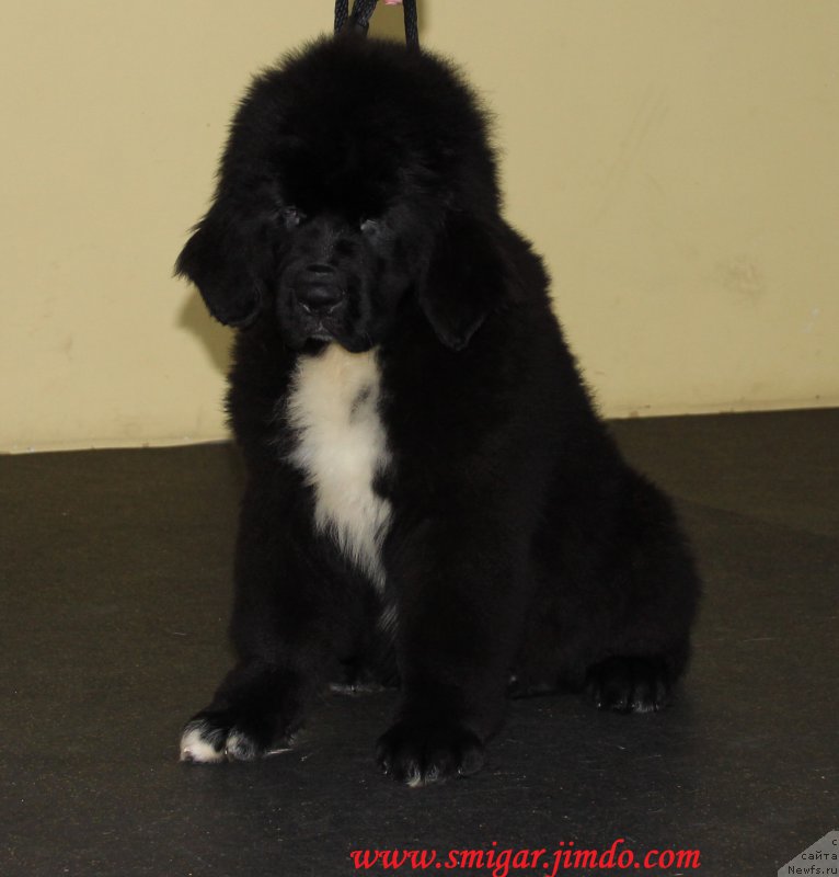 Фото: ньюфаундленд Смигар Бон Джови (Smigar Bon Jovi)