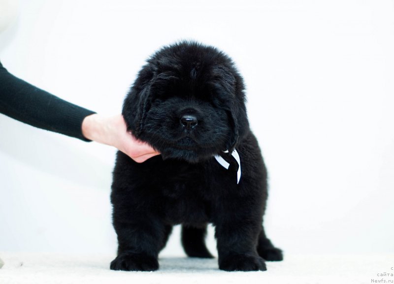 Фотография № 200921