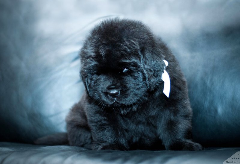 Фотография № 200922