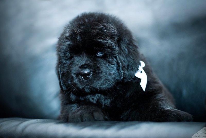 Фотография № 200924